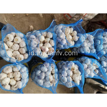 2019 bawang putih tanaman baru dengan harga bagus